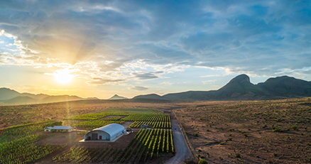 WOMEN PUTTING ARIZONA WINES ON THE MAP