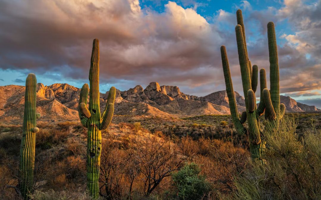 Tucson Might Be The Best-Kept Travel Secret In The Southwest