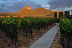 Los Milics Vineyard Tasting Room Mountain and Vines at Dusk